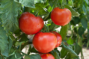 Heirloom tomatoes on the vine